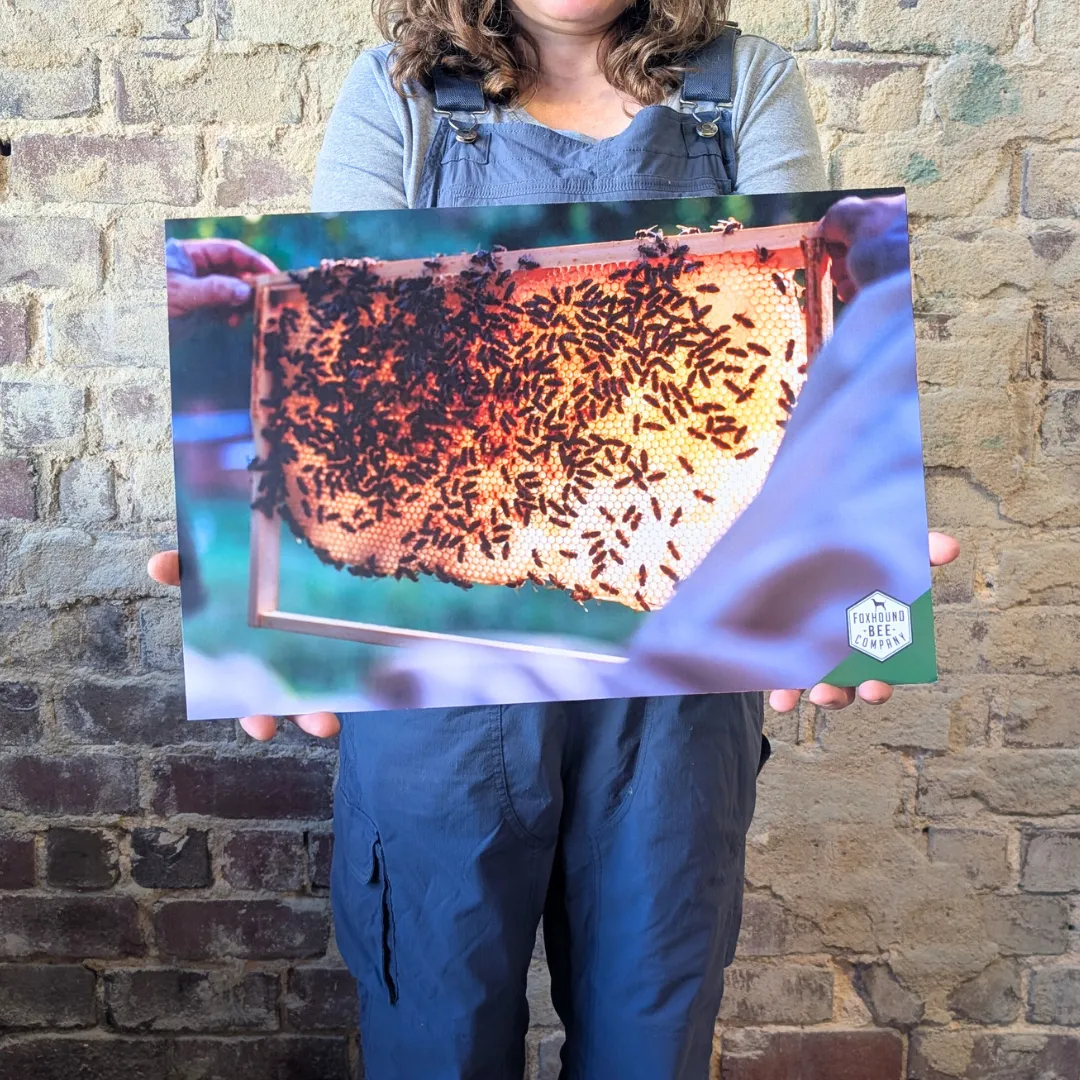 Educational Beekeeping Cards