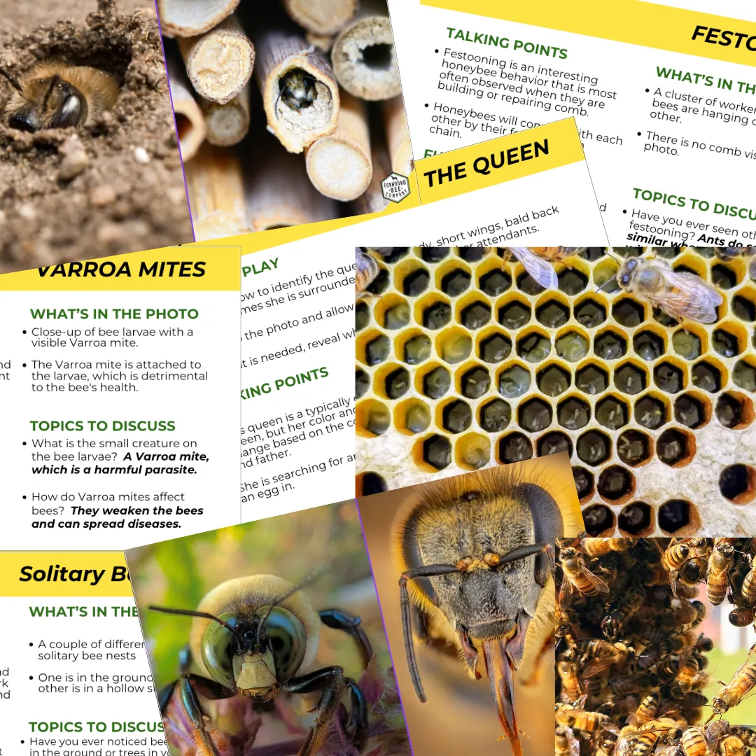 Educational Beekeeping Cards