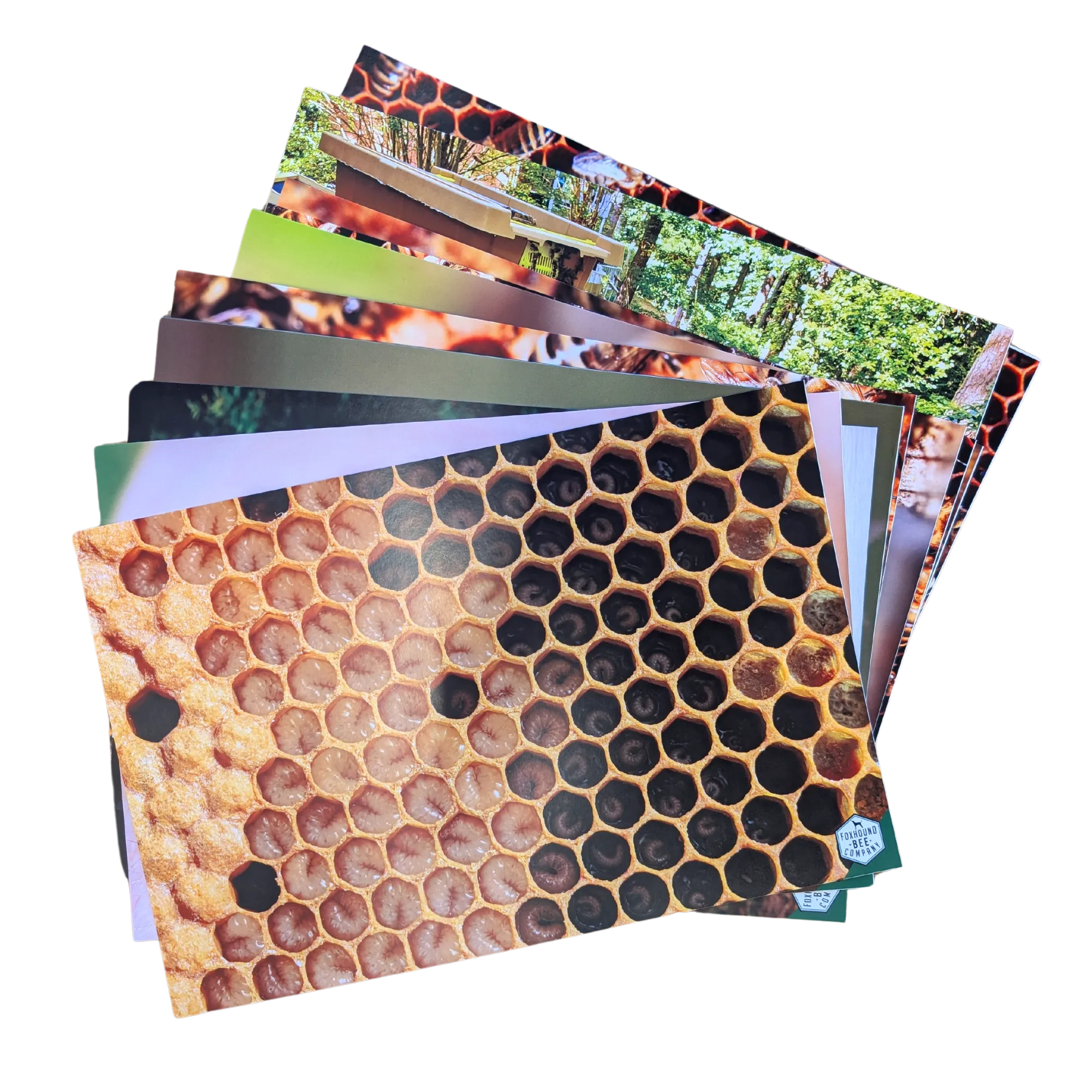 Educational Beekeeping Cards