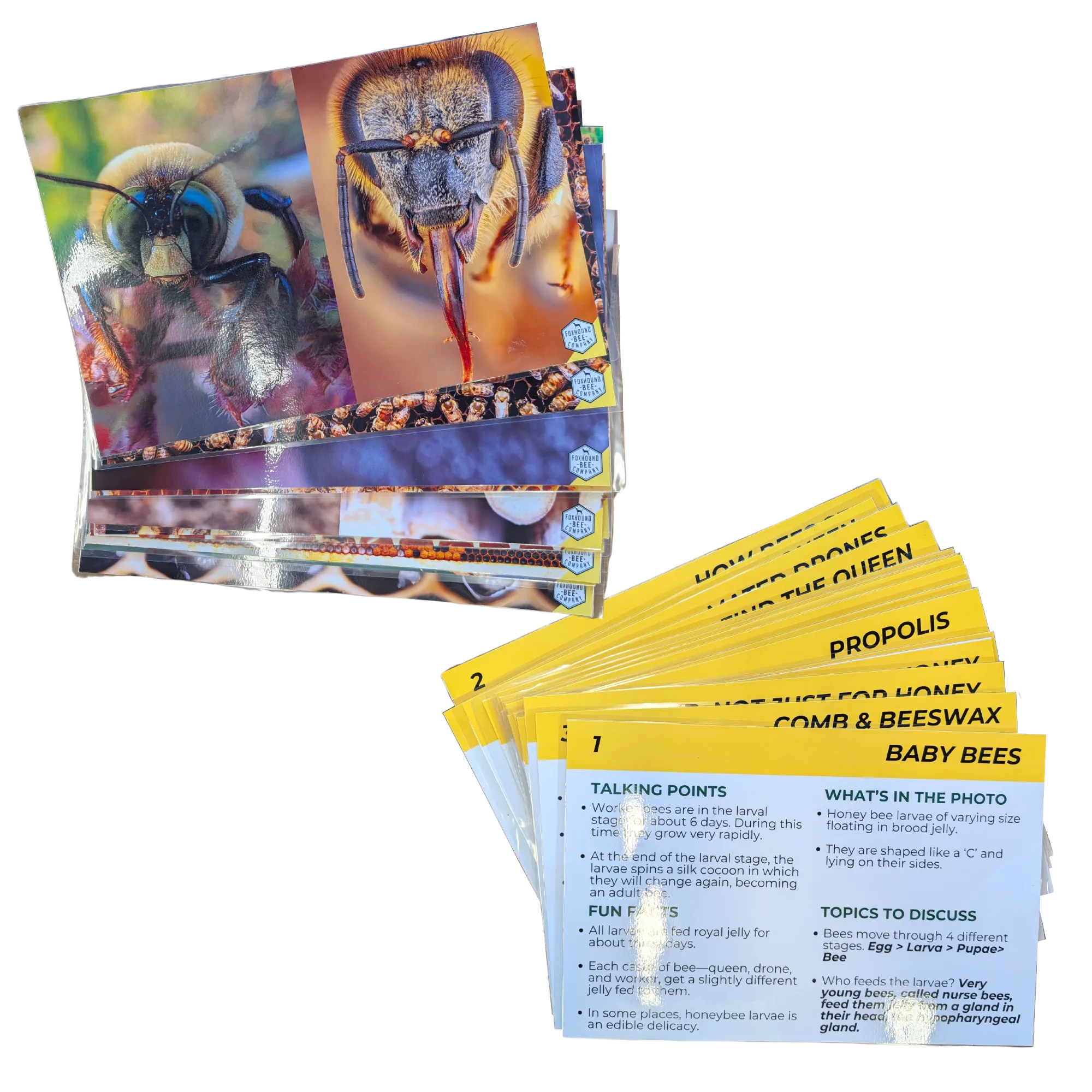 Educational Beekeeping Cards