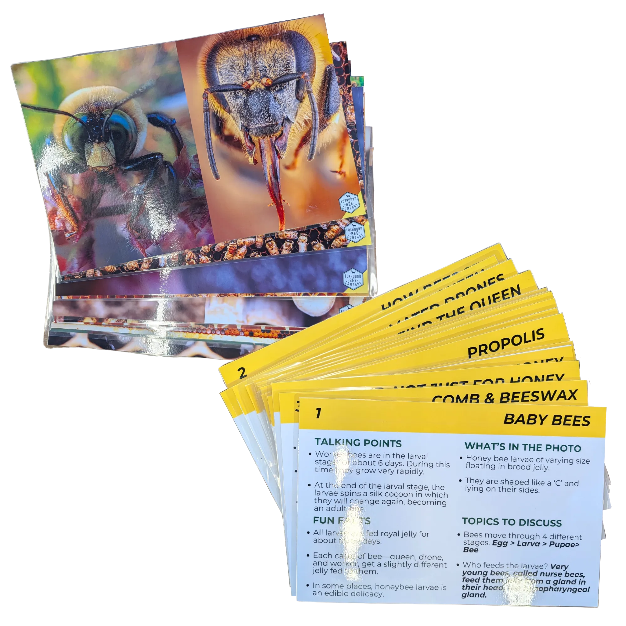 Educational Beekeeping Cards