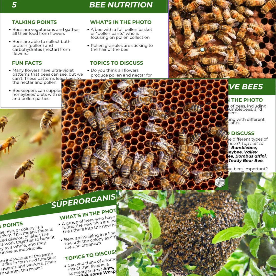 Educational Beekeeping Cards