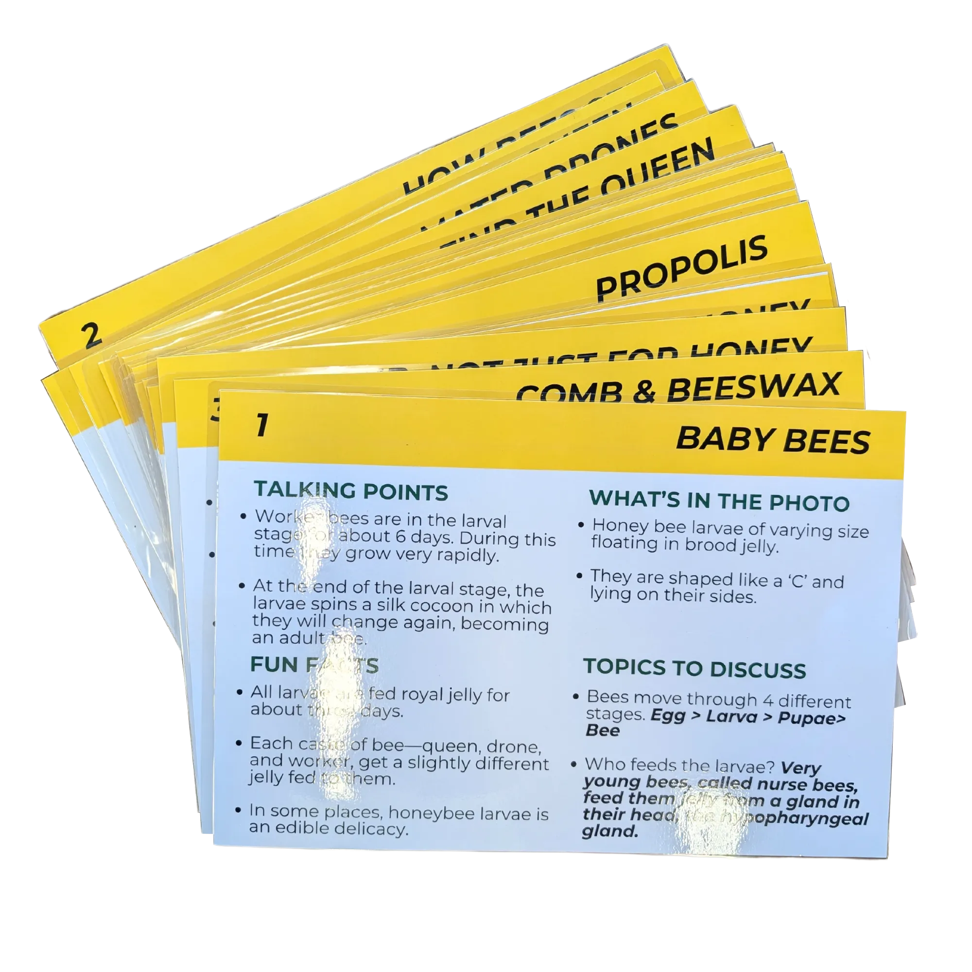 Educational Beekeeping Cards