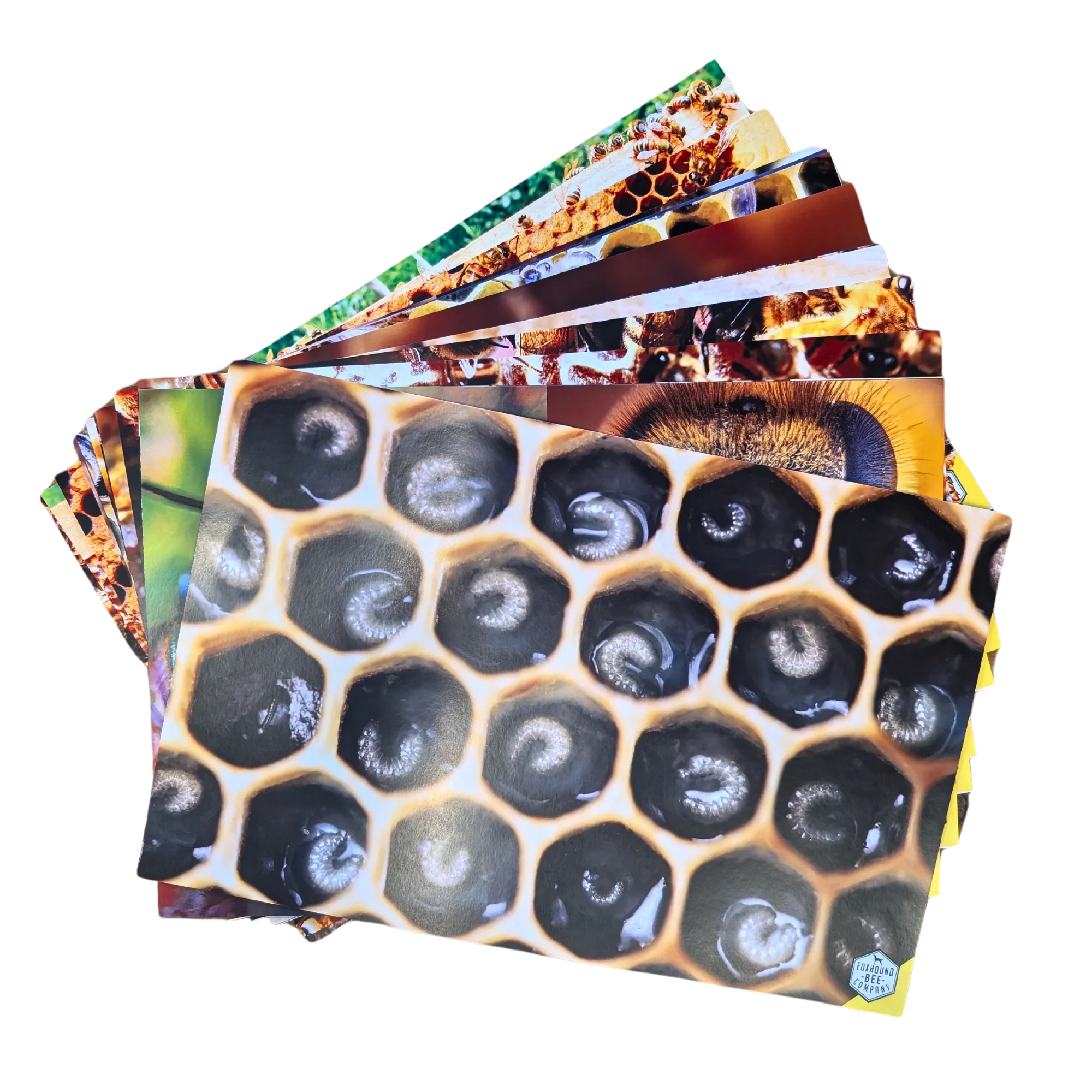 Educational Beekeeping Cards