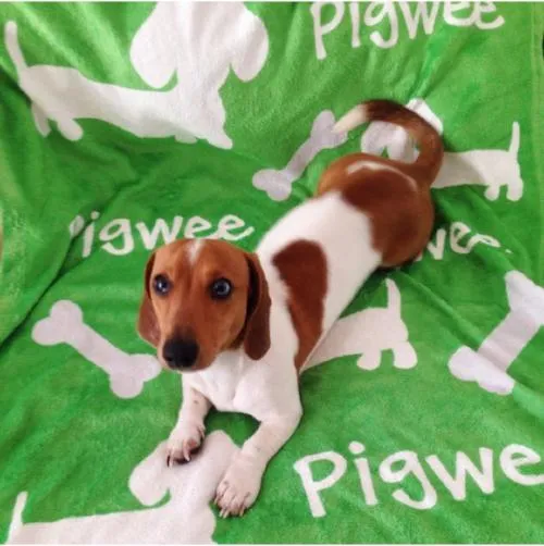 Personalized Dachshund Fleece Blanket
