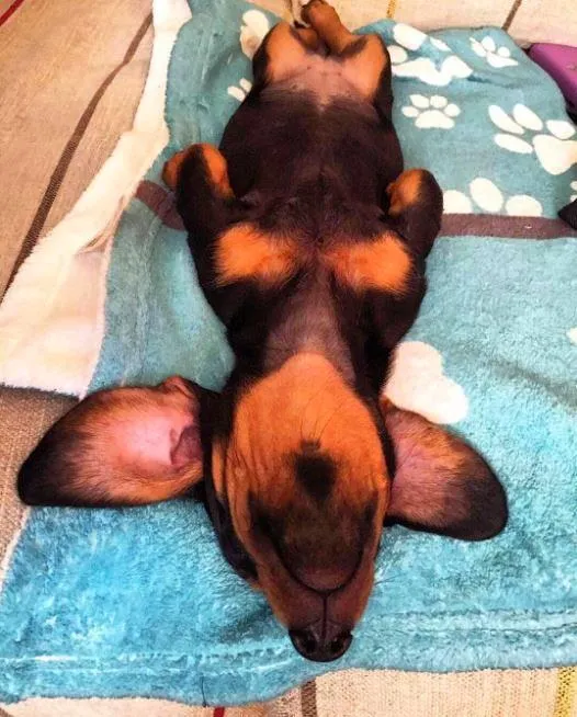 Personalized Dog Blanket - Paw Prints