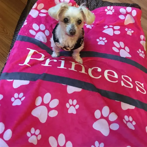 Personalized Dog Blanket - Paw Prints