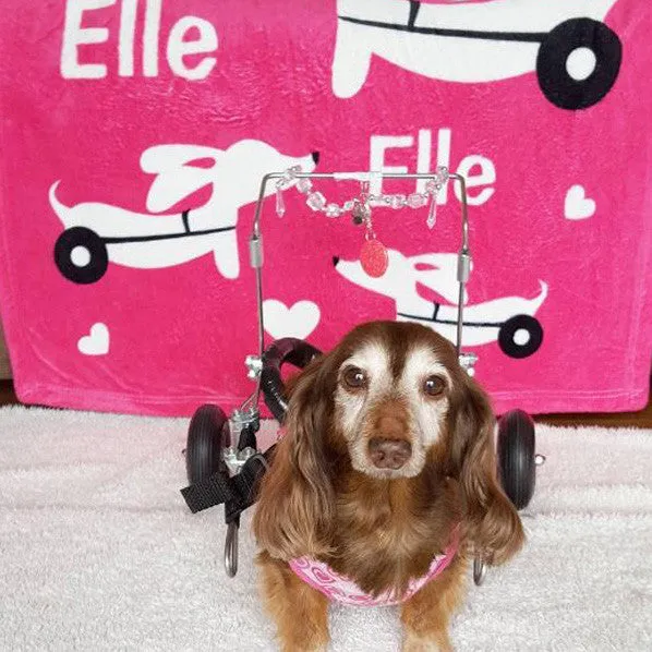 Wheelie Dog IVDD Blanket